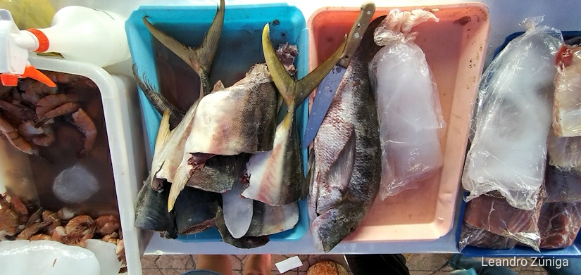 INPESCA1